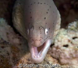 Grey moray (Gymnothorax griseus) at Middle Garden, Sharm ... by Stephan Kerkhofs 